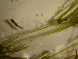 Attēlu rezultāti vaicājumam “Chara contraria”