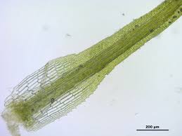 Attēlu rezultāti vaicājumam “Eucladium verticillatum”