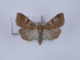 Attēlu rezultāti vaicājumam “Diarsia florida”