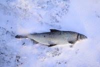 Image result for Coregonus lavaretus