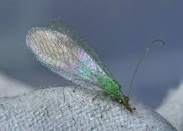 Attēlu rezultāti vaicājumam “Chrysopa”