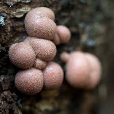 Attēlu rezultāti vaicājumam “Lycogala sp.”