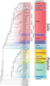 Attēlu rezultāti vaicājumam “Salix Vetrix”