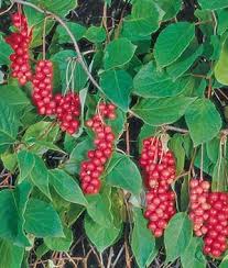 Attēlu rezultāti vaicājumam “Schisandra chinensis”
