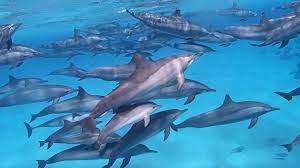 Image result for Dolphins Sheltered & Disabled Swim Club