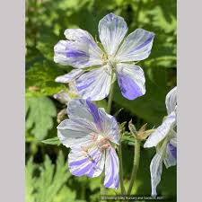 Attēlu rezultāti vaicājumam “Geranium pratense bud”