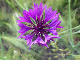 Image result for Centaurea cyanus