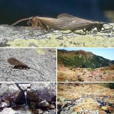 Attēlu rezultāti vaicājumam “Potamophylax”