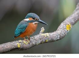 Attēlu rezultāti vaicājumam “Alcedo atthis”