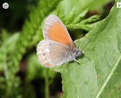 Attēlu rezultāti vaicājumam “Coenonympha glycerion underside”