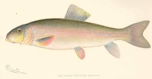 Image result for Moxostoma macrolepidotum
