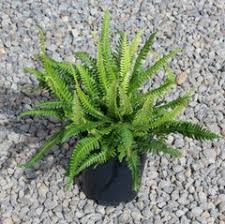 Attēlu rezultāti vaicājumam “Blechnum spicant”