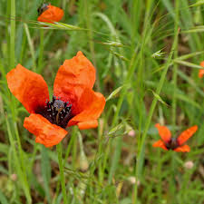 Attēlu rezultāti vaicājumam “Papaver argemone flower”