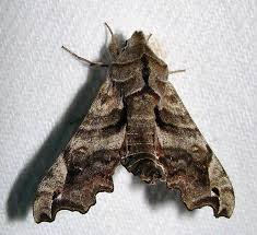 Attēlu rezultāti vaicājumam “Badhamiopsis scripta”