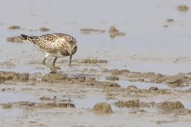 Image result for Calidris tenuirostris