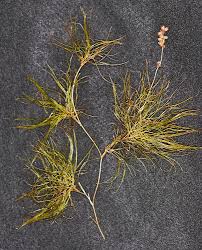 Attēlu rezultāti vaicājumam “Stuckenia filiformis flower”