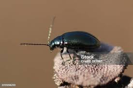 Attēlu rezultāti vaicājumam “Triplax aenea”