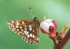 Attēlu rezultāti vaicājumam “Hamearis lucina”
