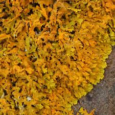 Attēlu rezultāti vaicājumam “Xanthoria fulva”