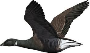 Attēlu rezultāti vaicājumam “Branta bernicla adult”