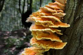 Attēlu rezultāti vaicājumam “fungi”