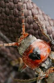 Attēlu rezultāti vaicājumam “Buxbaumia viridis sporophyte”