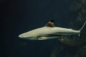 Image result for Carcharhinus melanopterus