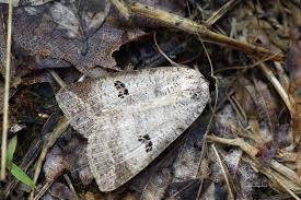 Attēlu rezultāti vaicājumam “Lygephila viciae”