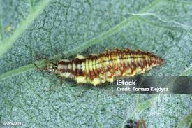 Attēlu rezultāti vaicājumam “Psyllobora vigintiduopunctata larva”