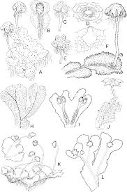 Attēlu rezultāti vaicājumam “Reboulia hemisphaerica”