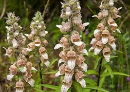 Image result for Digitalis lanata