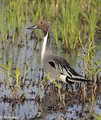 Image result for Anas acuta