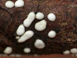 Attēlu rezultāti vaicājumam “Didymium difforme”