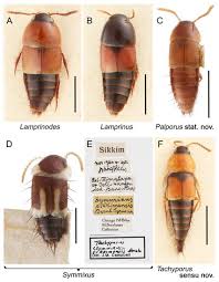 Attēlu rezultāti vaicājumam “Tachyporus sp.”