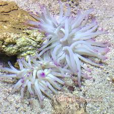 Image result for sea Anemone