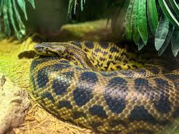 Attēlu rezultāti vaicājumam “Reptilia”