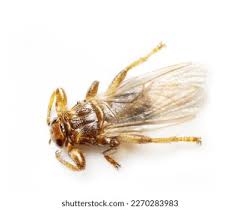 Attēlu rezultāti vaicājumam “Lipoptena cervi”