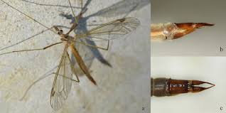 Attēlu rezultāti vaicājumam “Tipulidae female”