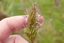 Attēlu rezultāti vaicājumam “Anthoxanthum odoratum fruit”