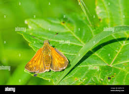 Attēlu rezultāti vaicājumam “Ochlodes sylvanus”