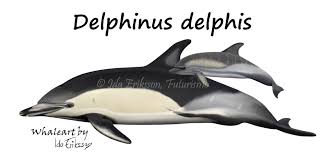 Image result for Delphinus delphis