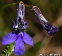 Attēlu rezultāti vaicājumam “Lobeliaceae”