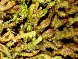 Attēlu rezultāti vaicājumam “Frullania fragilifolia”