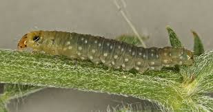 Attēlu rezultāti vaicājumam “Ancylis badiana”