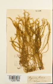 Attēlu rezultāti vaicājumam “Warnstorfia fluitans”