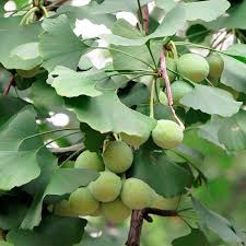Attēlu rezultāti vaicājumam “Ginkgo biloba”