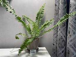 Image result for НЕФРОЛЕПИС (Nephrolepis