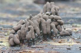 Attēlu rezultāti vaicājumam “Stemonitopsis amoena”