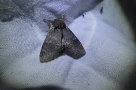 Attēlu rezultāti vaicājumam “Notodonta dromedarius”