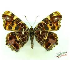 Attēlu rezultāti vaicājumam “Araschnia levana upperside”